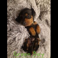 Dachshund (Smooth Haired)