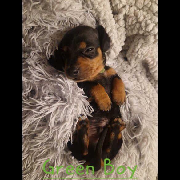 Dachshund (Smooth Haired)