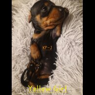 Dachshund (Smooth Haired)