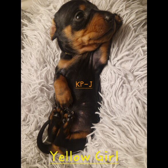 Dachshund (Smooth Haired)