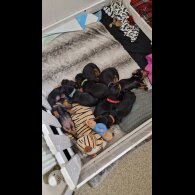 Dachshund (Smooth Haired)