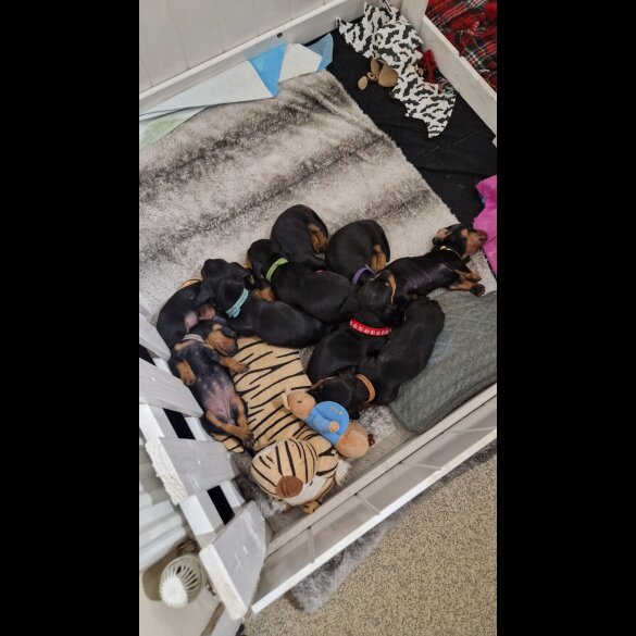 Dachshund (Smooth Haired)