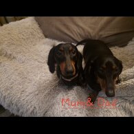 Dachshund (Smooth Haired)