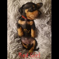 Dachshund (Smooth Haired)