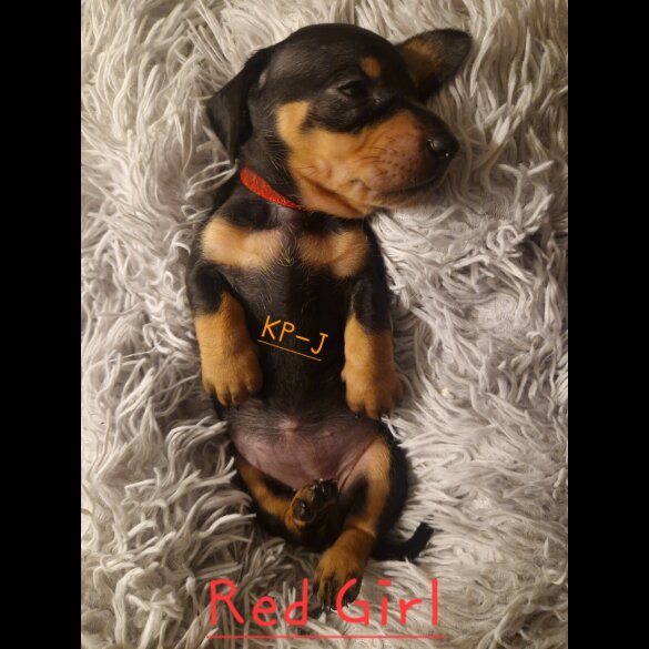 Dachshund (Smooth Haired)