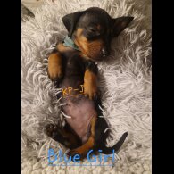 Dachshund (Smooth Haired)