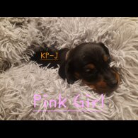 Dachshund (Smooth Haired)