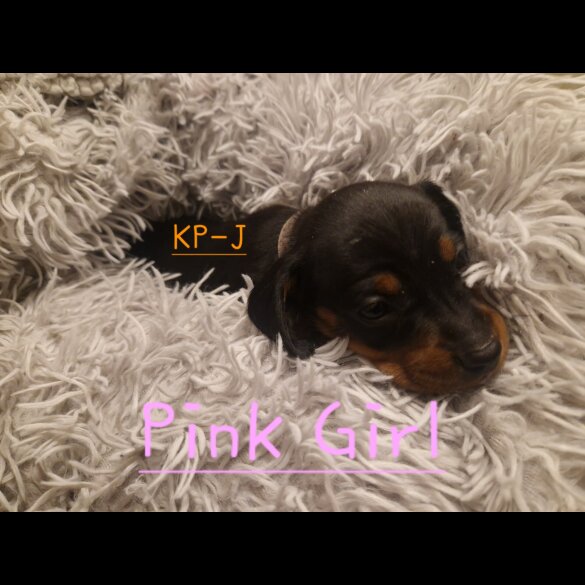 Dachshund (Smooth Haired)