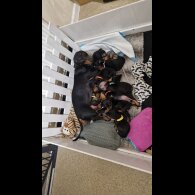 Dachshund (Smooth Haired)