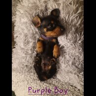 Dachshund (Smooth Haired)