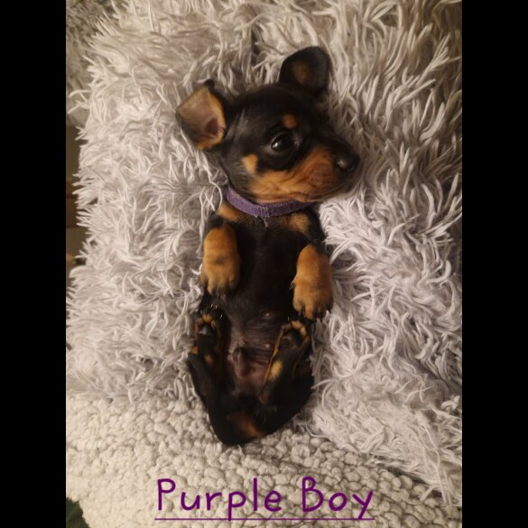 Dachshund (Smooth Haired)