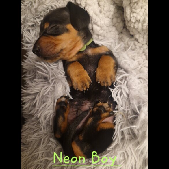 Dachshund (Smooth Haired)