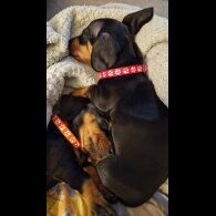 Dachshund (Smooth Haired)