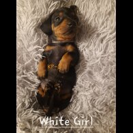 Dachshund (Smooth Haired)