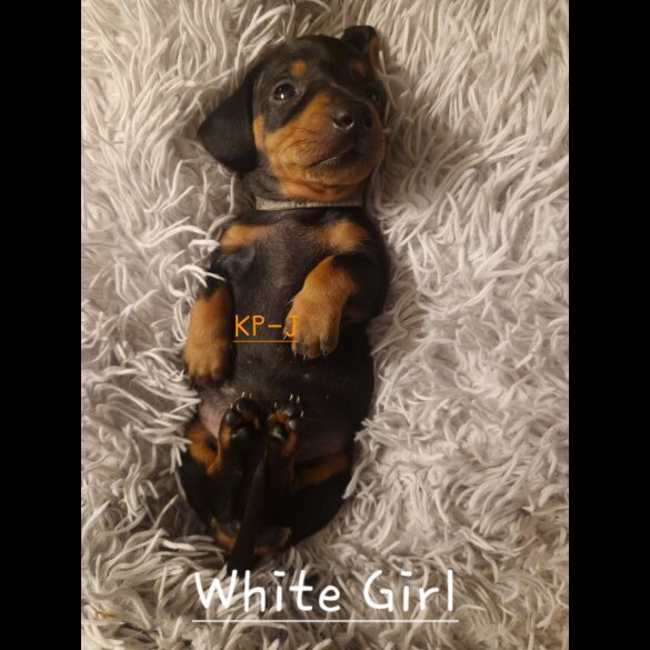 Dachshund (Smooth Haired)