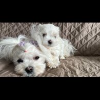 Maltese