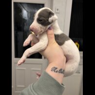 Whippet