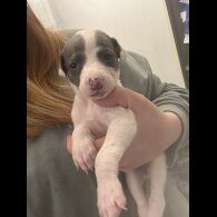 Whippet