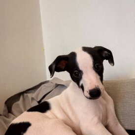 Whippet