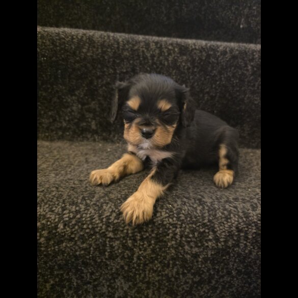 Cavalier King Charles Spaniel
