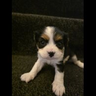 Cavalier King Charles Spaniel