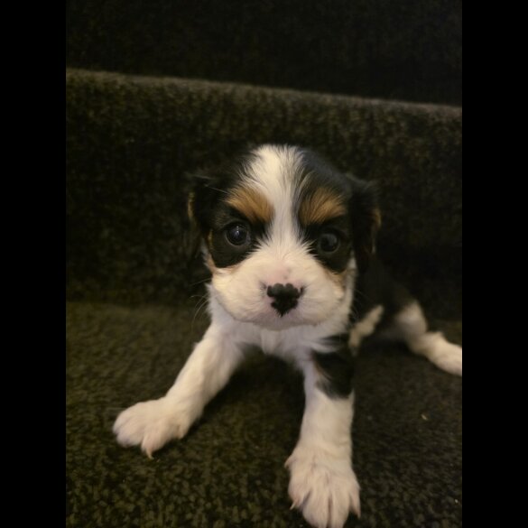 Cavalier King Charles Spaniel