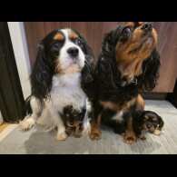 Cavalier King Charles Spaniel