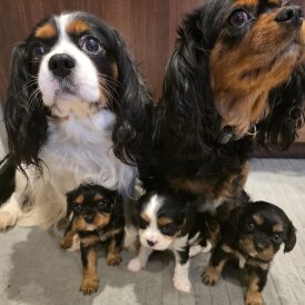 Cavalier King Charles Spaniel