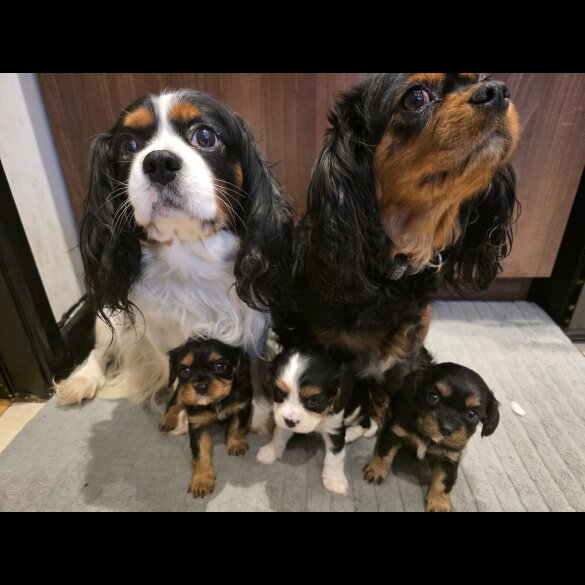 Cavalier King Charles Spaniel