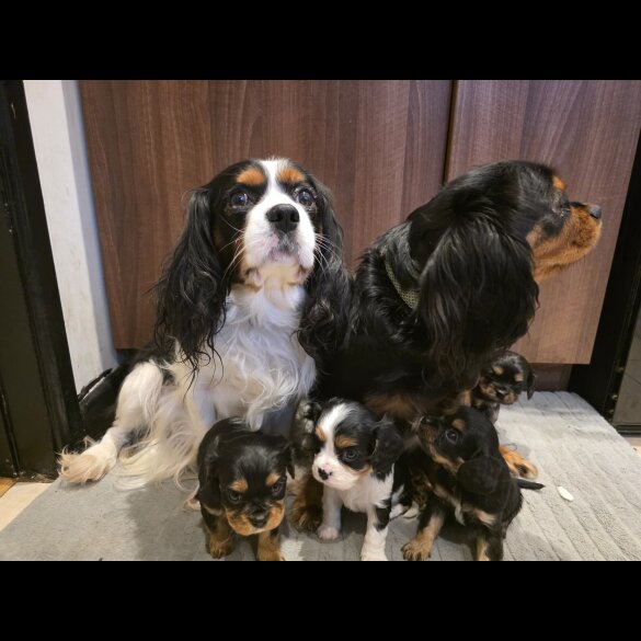 Cavalier King Charles Spaniel