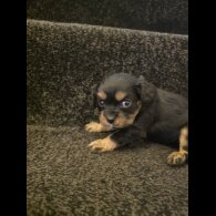 Cavalier King Charles Spaniel