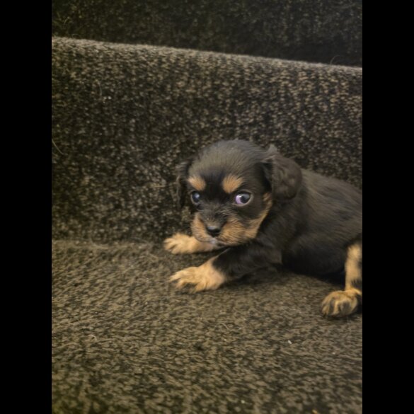 Cavalier King Charles Spaniel