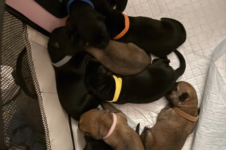 Labrador Retriever