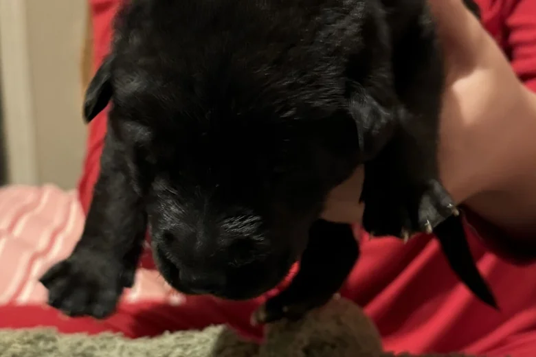 Labrador Retriever