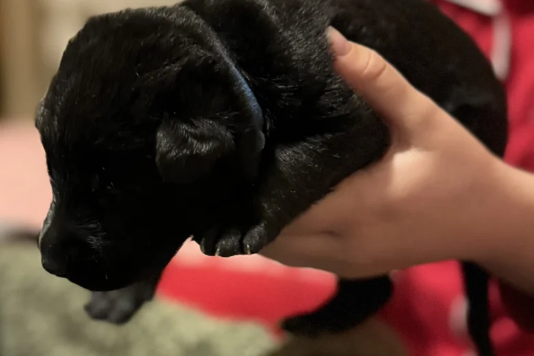 Labrador Retriever