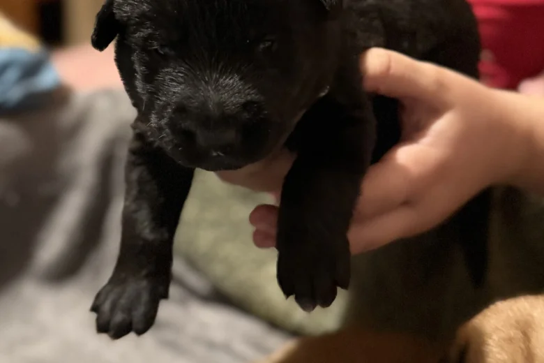 Labrador Retriever