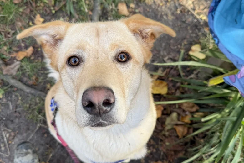 Labrador Retriever