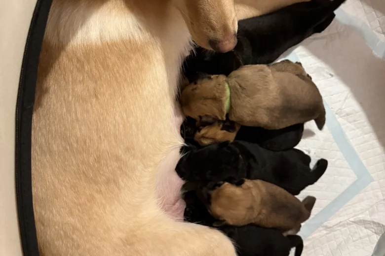 Labrador Retriever