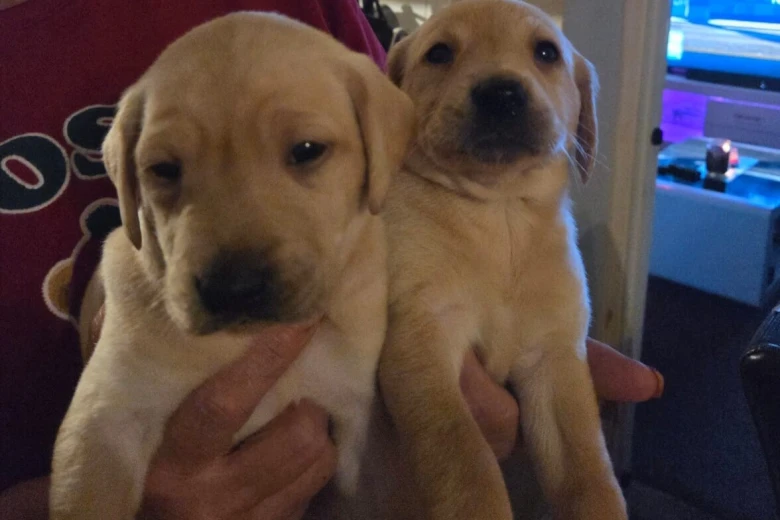 Labrador Retriever