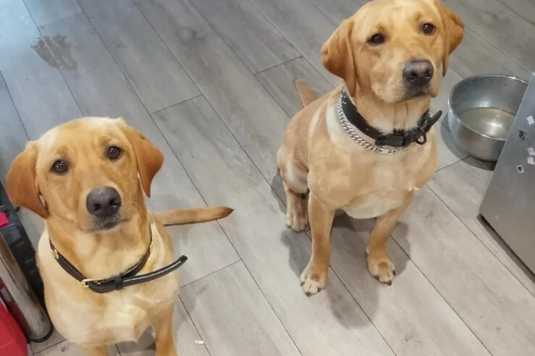 Labrador Retriever