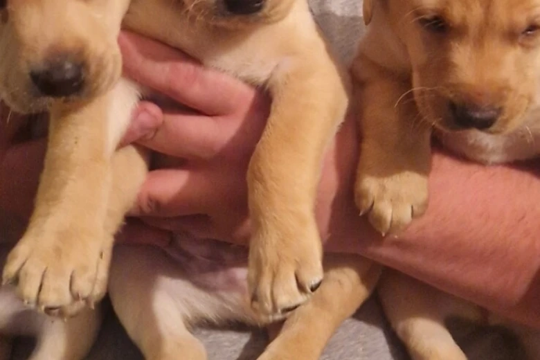 Labrador Retriever