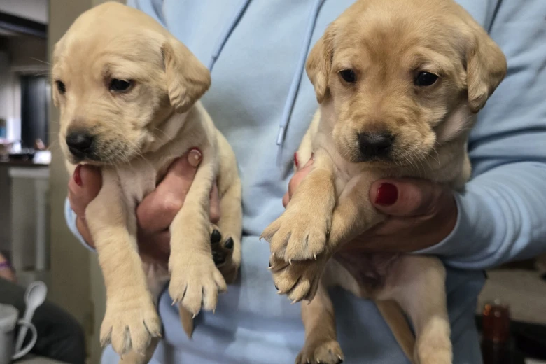 Labrador Retriever