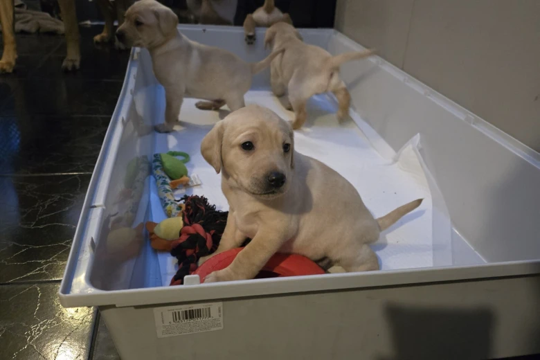 Labrador Retriever