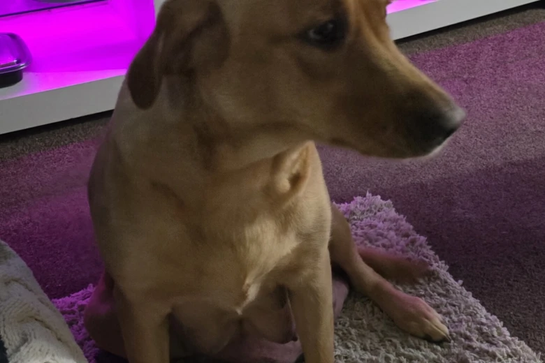 Labrador Retriever