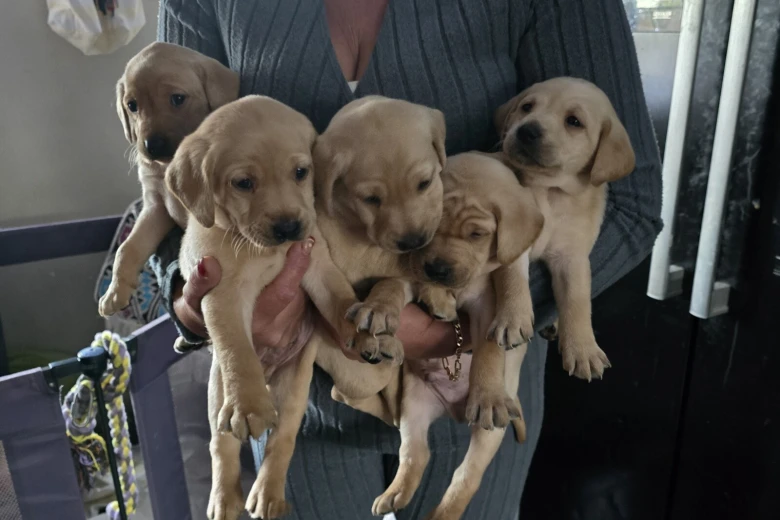 Labrador Retriever