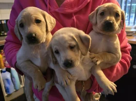 Labrador Retriever