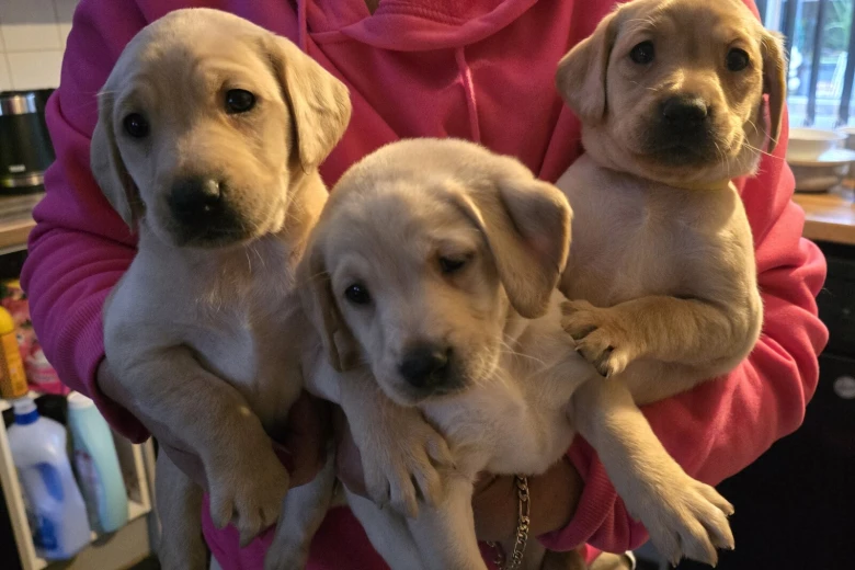 Labrador Retriever