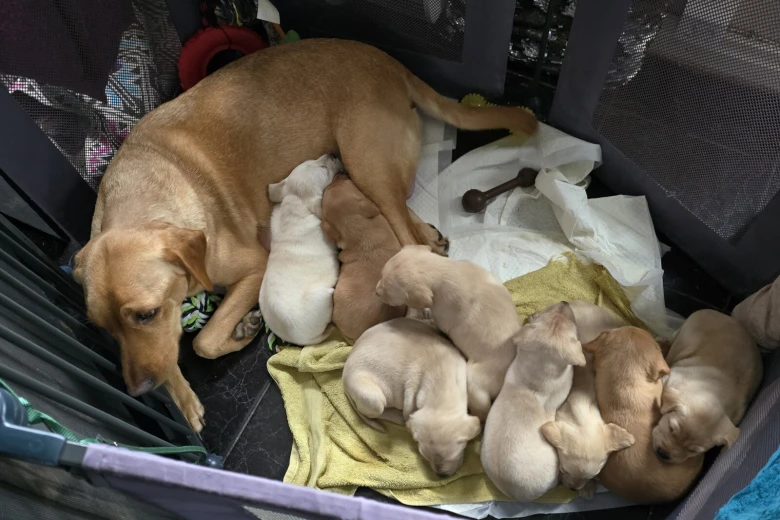 Labrador Retriever