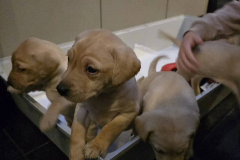 Labrador Retriever