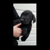 Labrador Retriever